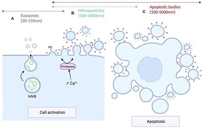 Extracellular Vesicles in Sickle Cell Disease: Plasma Concentration, Blood Cell Types Origin Distribution and Biological Properties